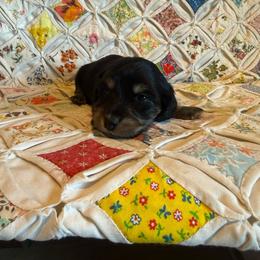 Jada - Black and cream female Dachshund puppy in Cabool, Missouri from Hidden Valley Farms