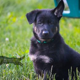 German Shepherd Puppies from Di Massimo Canile