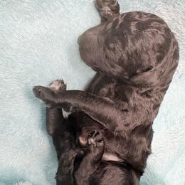 Blue - Gray male Poodle puppy in Meadowbrook, California from Standard Poodle Pups