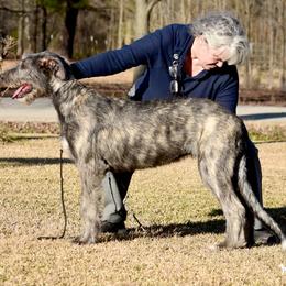 Irish Wolfhound Puppies from Mt Carmel Irish Wolfhounds