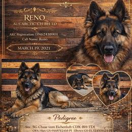 Reno - German Shepherd
