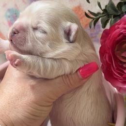 Teddy - Cream and white male Chihuahua puppy in Brooksville, Florida from Daystars Chihuahuas