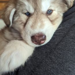Siberian Husky Puppies from Wyant Farms