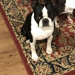 Doozie - Boston Terrier