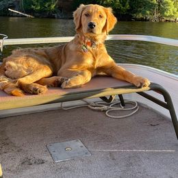 Golden Retriever Puppies from Mountain View Farms - World Class Golden Retrievers