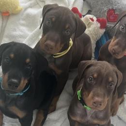 Doberman Pinschers from Etoile Doberman Pinschers