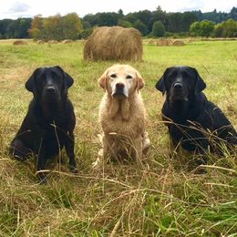 Labrador Retrievers from Tanzy Labradors