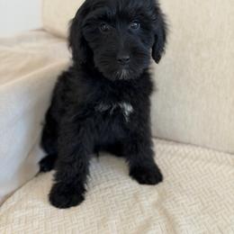 Crab - Black male Goldendoodle puppy in Redmond, Oregon from Bourbon and Lace Doodles