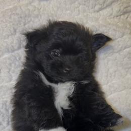 Yorkshire Terrier Puppies from Buddy’s yorkies