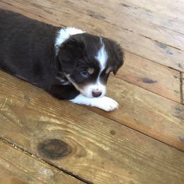Miniature Australian Shepherd Puppies from Noble Custom Mini and Toy Aussies