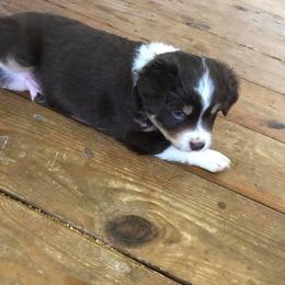 Miniature Australian Shepherd Puppies from Noble Custom Mini and Toy Aussies