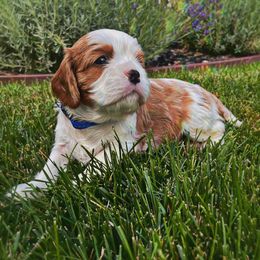 Cavalier King Charles Spaniel Puppies from Ellas.Pups