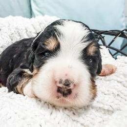 Brown - Tri-color male Bernedoodle puppy in Marne, Michigan from MI Doodles