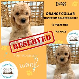 Chase - Cream Goldendoodle puppy in Raceland, Louisiana from Cajun Doodles