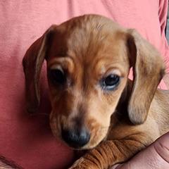 Ash - Red male Dachshund puppy in Tifton, Georgia from Conger's Lil Smokies