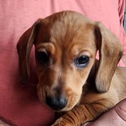 Ash - Red male Dachshund puppy in Tifton, Georgia from Conger's Lil Smokies