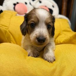 Willy Nelson - Piebald male Dachshund puppy in Irving, Texas from DFW Dachshunds by G & S