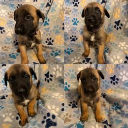 Girl 1 - Fawn female Belgian Malinois puppy in Alger, Michigan from Aspen’s Edge Kennel