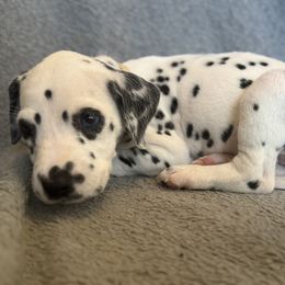 Mia - White and black female Dalmatian puppy in Fort Worth, Texas from Xzayvius Stitt