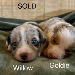 Maple-Willow - Red merle female Miniature Australian Shepherd puppy in Kentucky from Natural Life Ranch