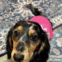 Willow - Dachshund
