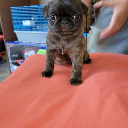 Francis - Brindle female Pug puppy in Spokane, Washington from Kapelac's Royal Pugs