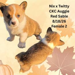 Female 2 - Sable and white female American Corgi puppy in Campbellsburg, Indiana from Kates Corgis