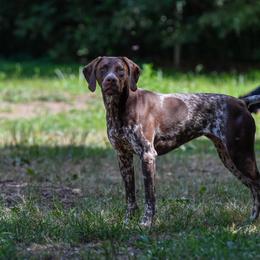 Emmy - German Shorthaired Pointer
