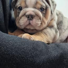 Bulldog puppies from Salted Rim Corgis