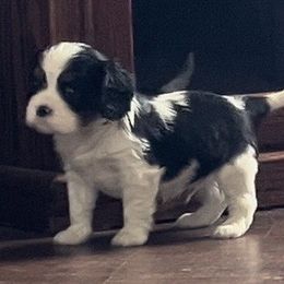 Tri boy with thumbprint - Cavalier King Charles Spaniel puppy from Whispering Meadows Performances Horses and Cavalier King Charles Spaniels