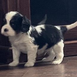 Tri boy with thumbprint - Cavalier King Charles Spaniel puppy from Whispering Meadows Performances Horses and Cavalier King Charles Spaniels
