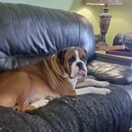 Duchess - Boxer
