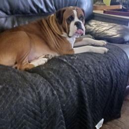 Duchess - Boxer