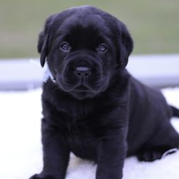 Labrador Retriever Puppies from Liberty Belle Labradors