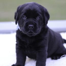 Labrador Retriever Puppies from Liberty Belle Labradors