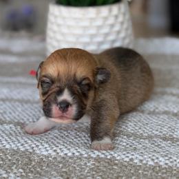 Biscuit - Sable male Pembroke Welsh Corgi puppy in Moreno Valley, California from House of Paws & Co.