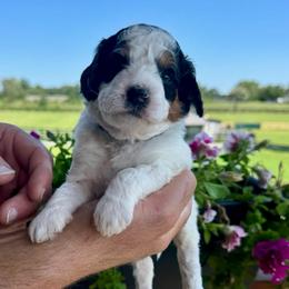 Astro - Tri-color male Bernedoodle puppy in Rock Hill, South Carolina from LolliPop Farms