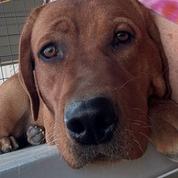 Marsha - Labrador Retriever