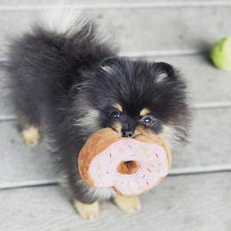Pomeranian Puppies from Glitzypoms