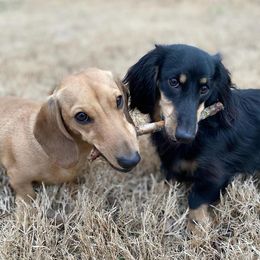 Dachshunds from Schnickelfritz Hounds