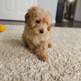 Goldendoodle Puppies from J&J Doodles