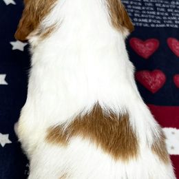 Sadie boy 2 - Orange and white male Brittany puppy in Floyd Knobs, Indiana from Cross Creek Brittanys