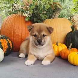 Caden - Red male Shiba Inu puppy in Clayton, Illinois from Adorable-Puppies