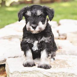 Girl 1 purple collar - Black and silver female Miniature Schnauzer puppy in Woodburn, Kentucky from Southern Kentucky Schnauzers