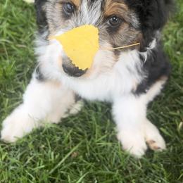 Aussiedoodle and Australian Shepherd Puppies from Junipersdoodles