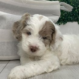 Cockapoo Puppies from Doodle Corner