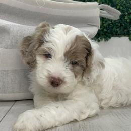 Cockapoo Puppies from Doodle Corner