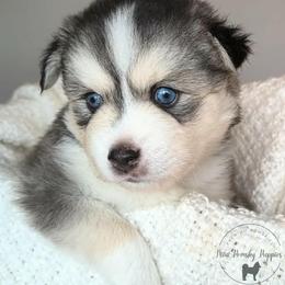 Domino - Wolf sable male Pomsky puppy in Menahga, Minnesota from Mini Pomsky Puppies