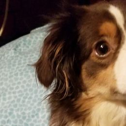 Miniature Australian Shepherds and Toy Australian Shepherds from Aussie What You Did There