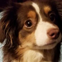 Miniature Australian Shepherds and Toy Australian Shepherds from Aussie What You Did There